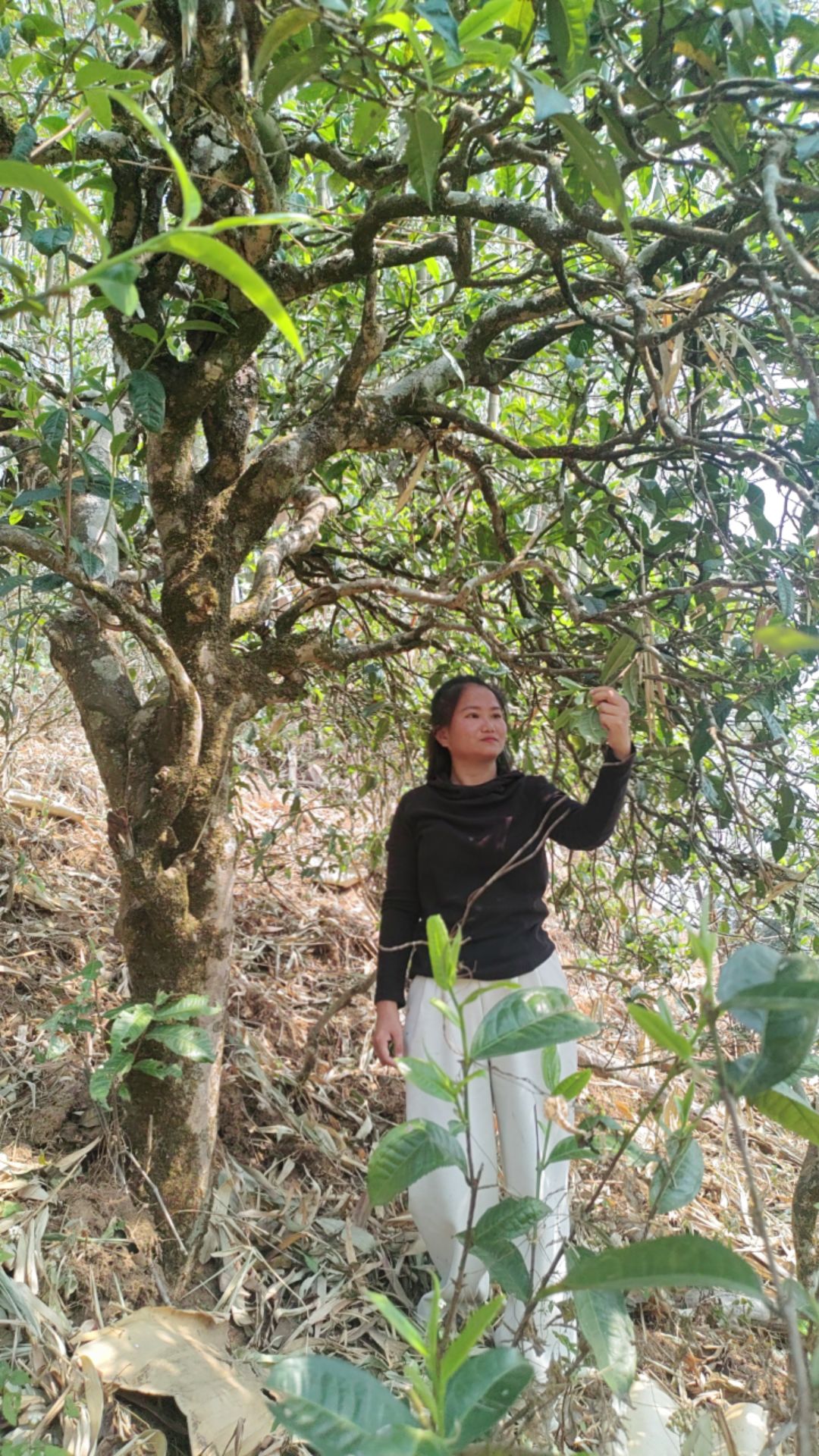 2025年正气塘古树生茶