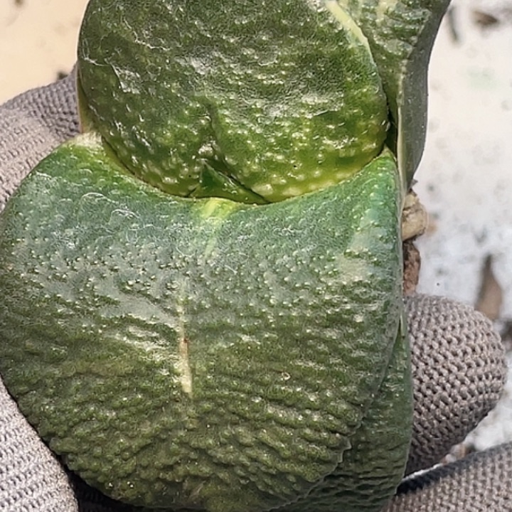 一物一拍竞拍福利拍