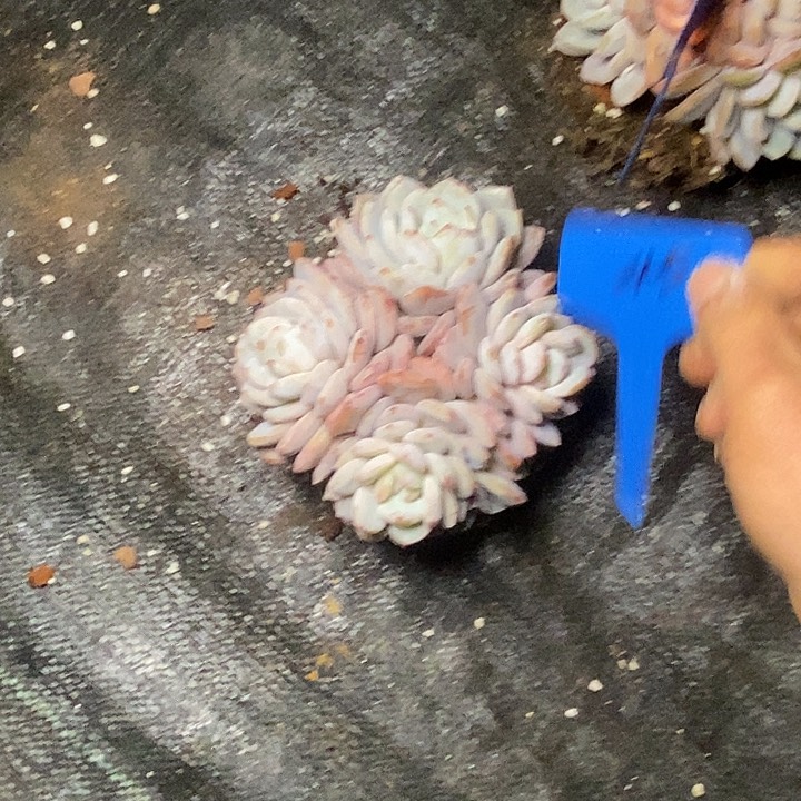 绝**手45//////////////