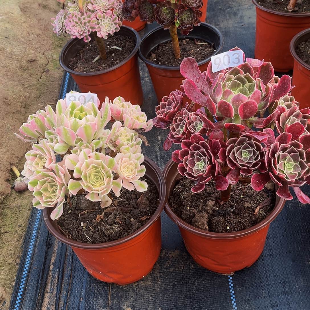 无花朵多肉植物903.904金丝雀，粉女巫