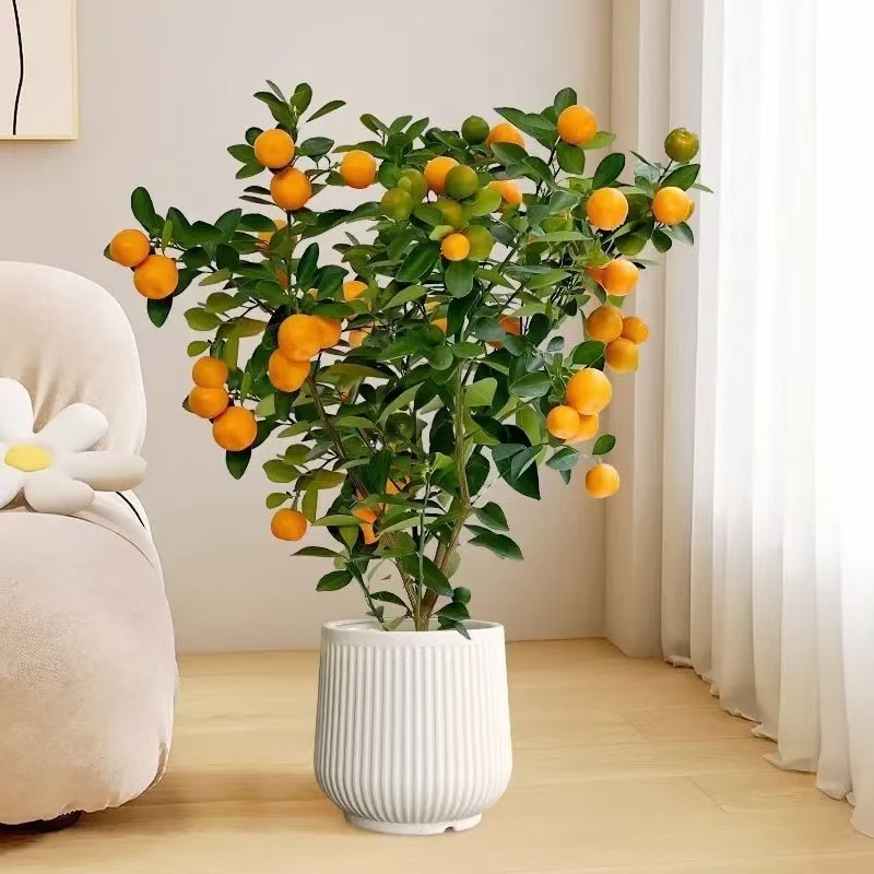 四季金桔树苗盆栽地栽带果室内招财花卉绿植小橘子盆景