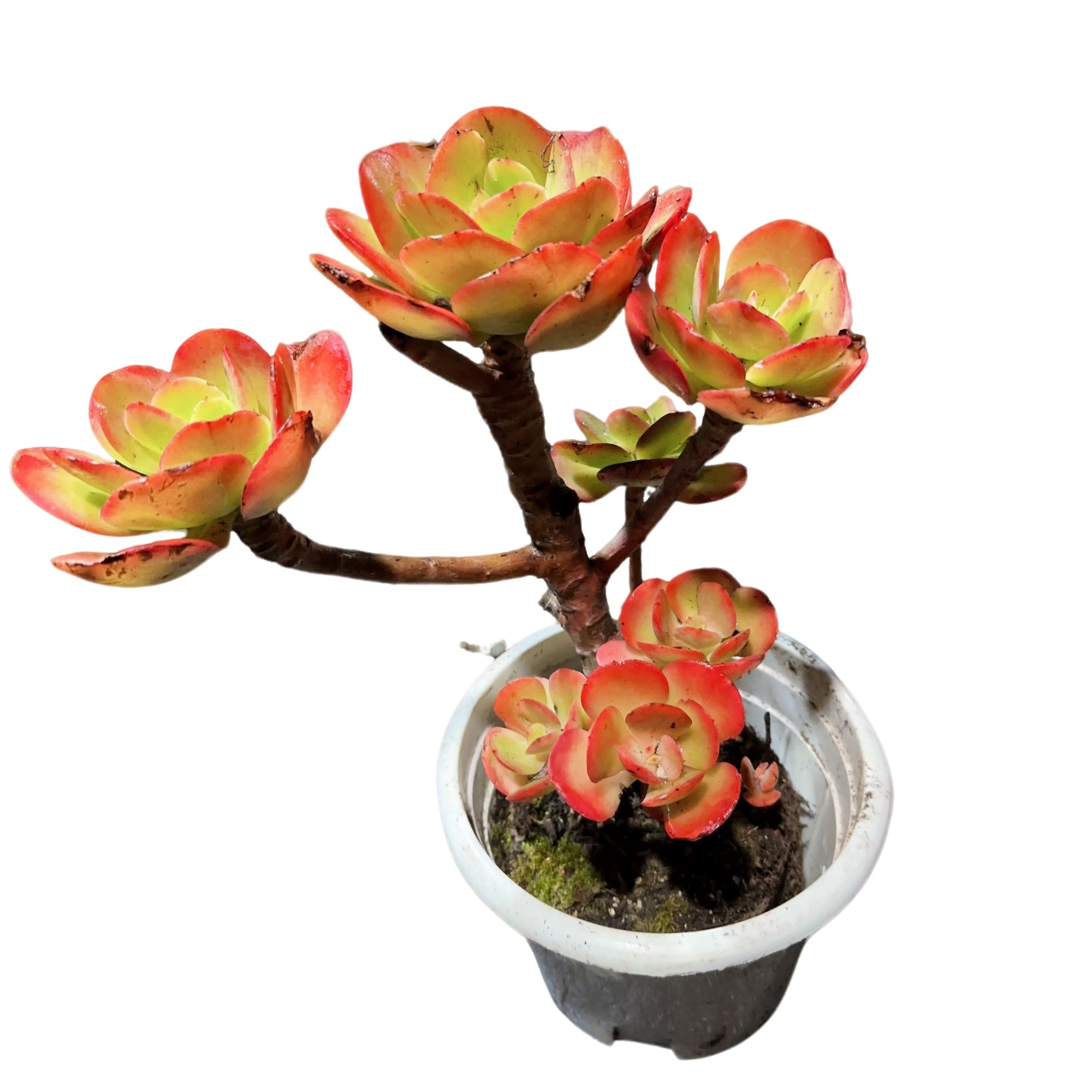 精品多肉植物 红梅