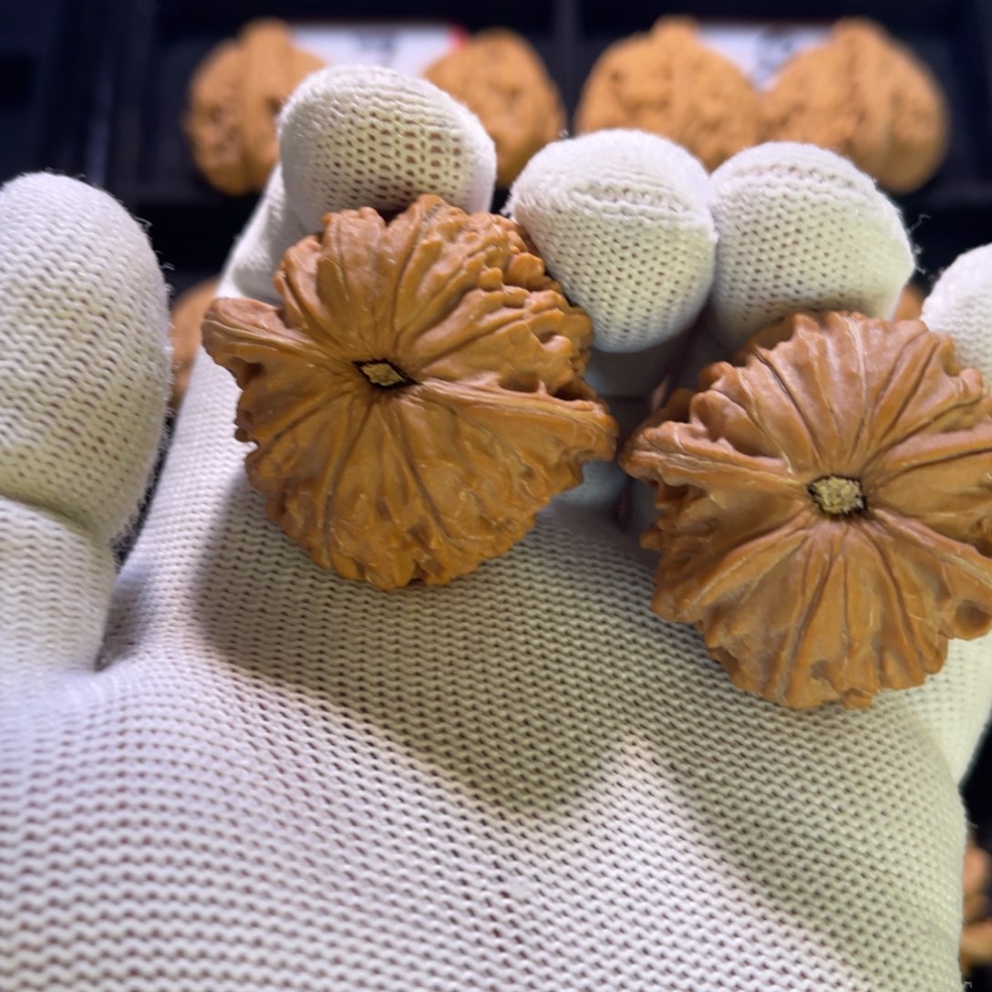 沧**粟秦皇岛山地果全品23好