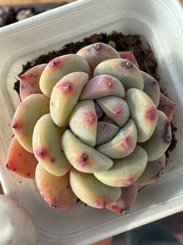 精品牛宝多肉植物