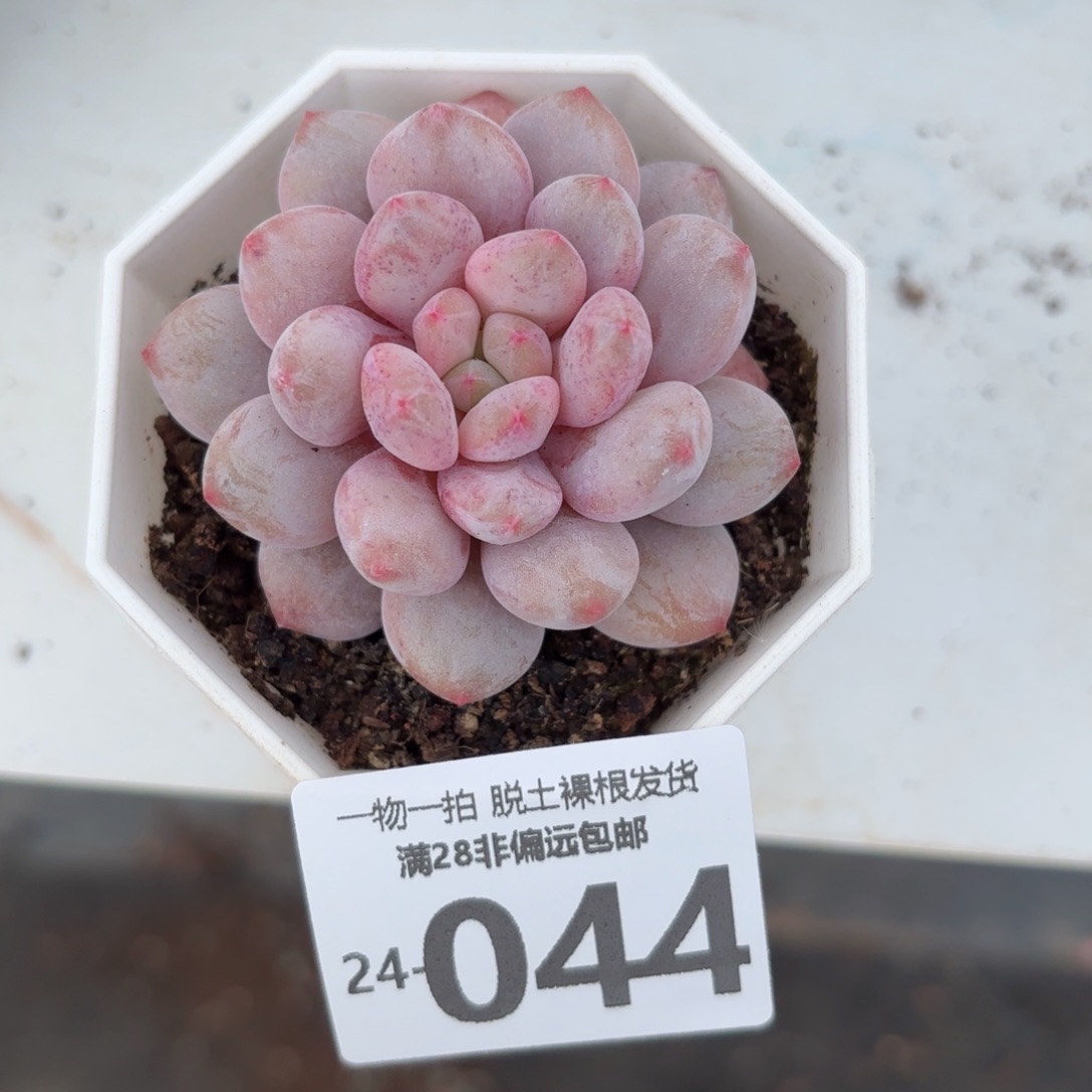 宝宝梦多肉多肉多肉