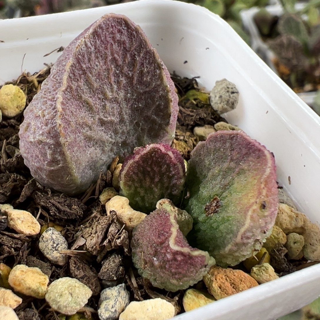实生新品大苗多肉植物水泡多肉植物