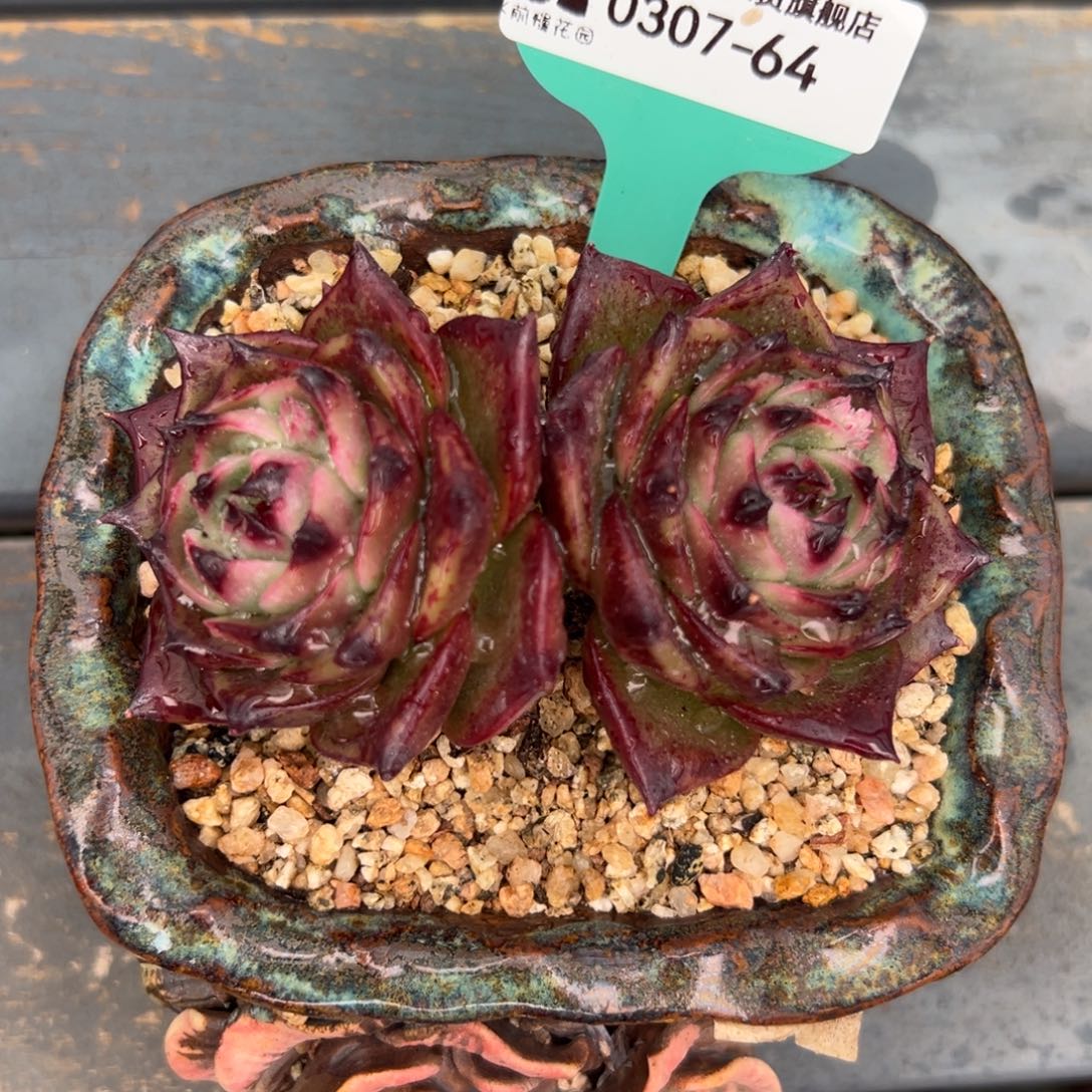 多肉一物一拍0307-64