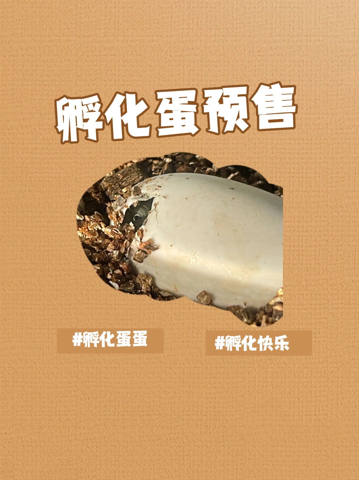 红大米甄选 龟龟预售链接