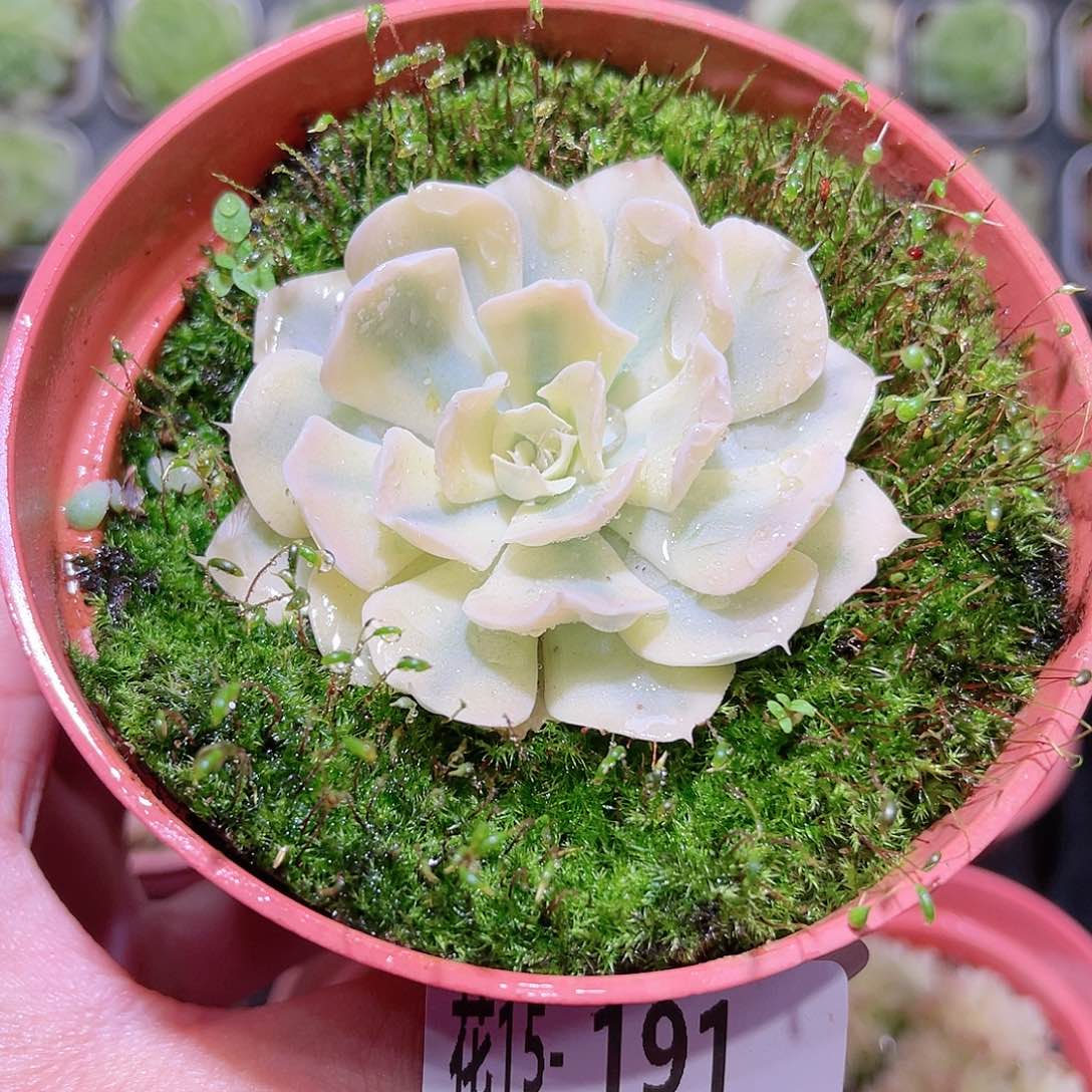 花利美15-191利比里亚锦