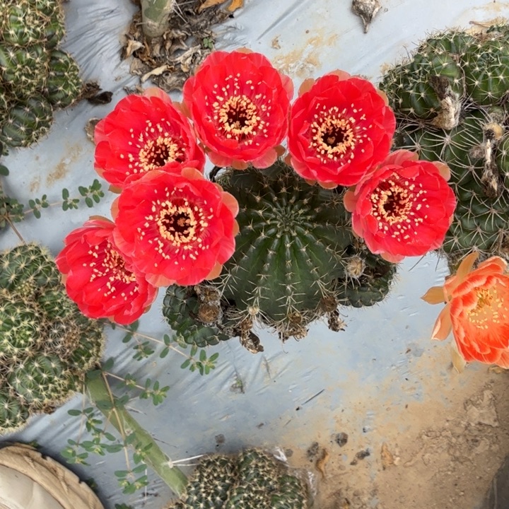 丽花仙人球群生360