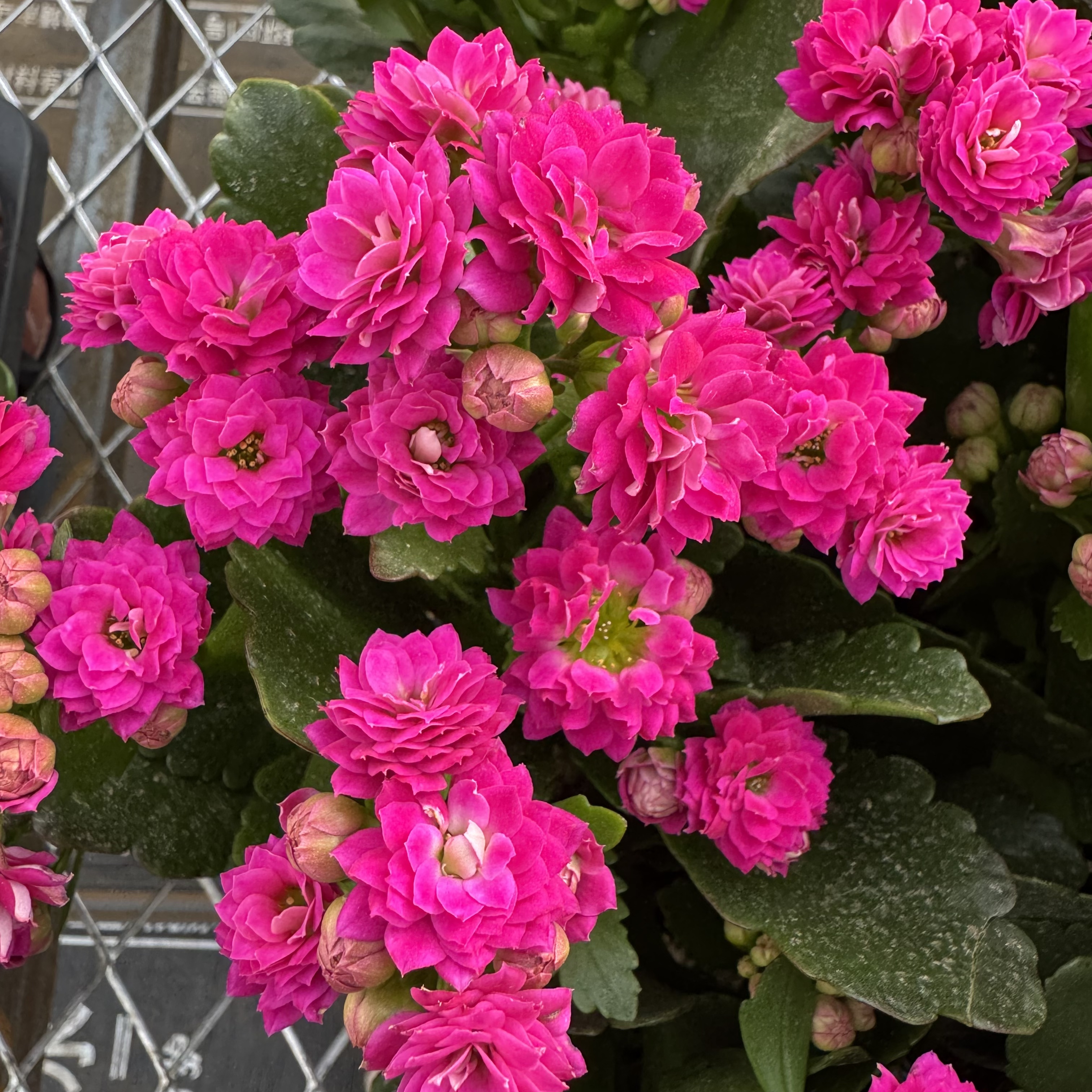 【魅影】长寿花重瓣大花观赏盆栽花期长基地直发