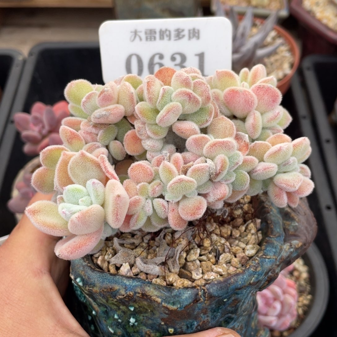 0631雪晃星缀不带盆10厘米