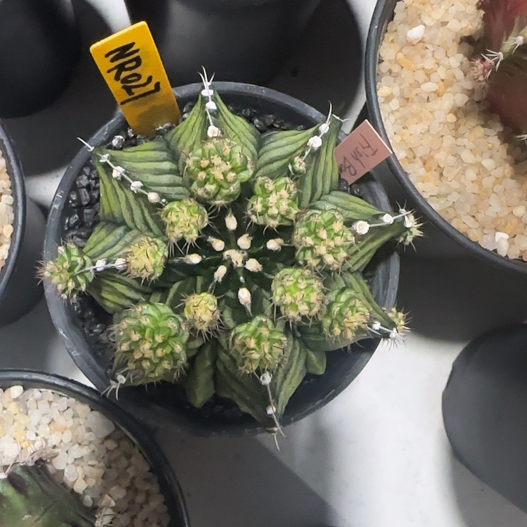 L718-1225泰国发货 鱼骨