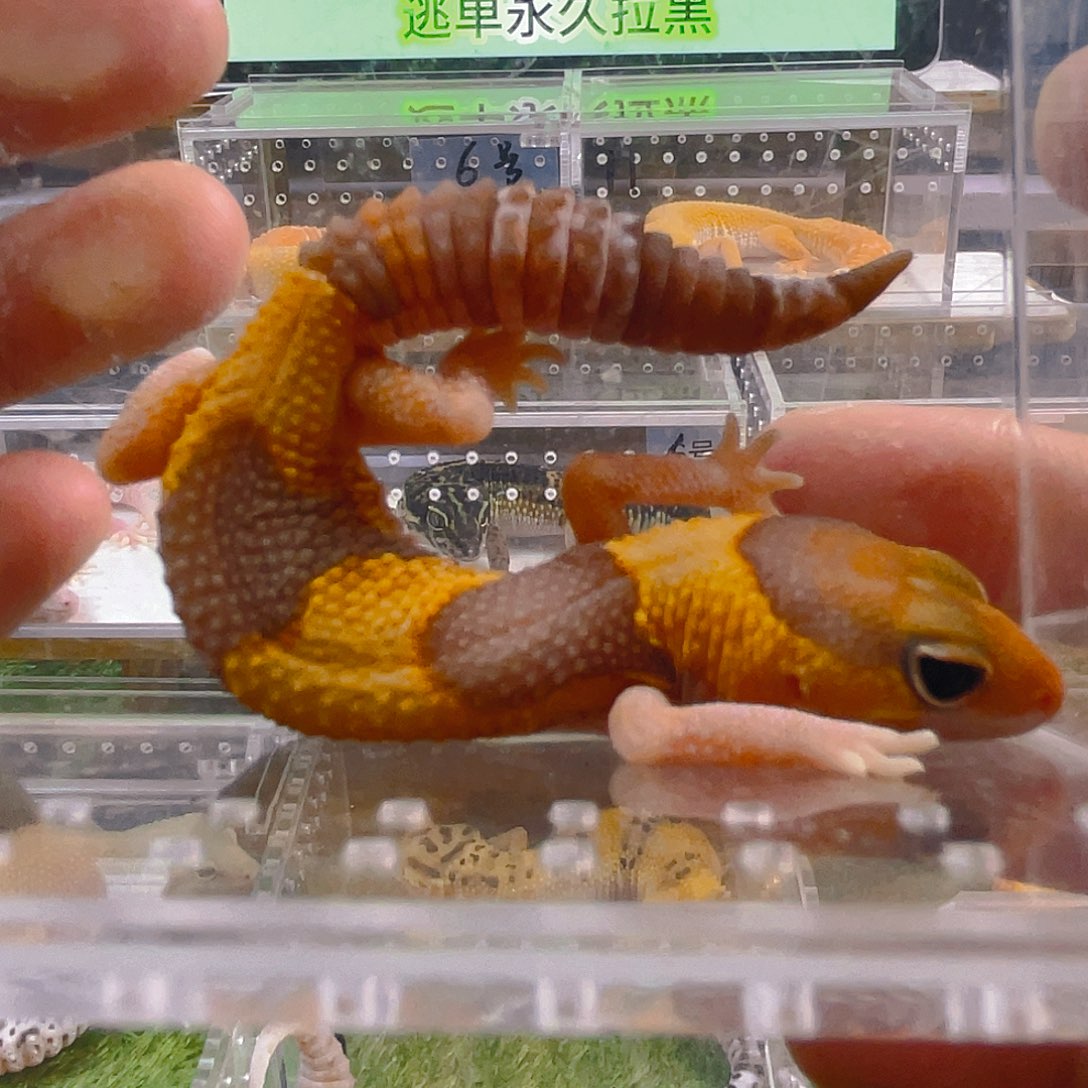 豹纹守宫豹纹守宫苗子亚成成体可爱懒宠