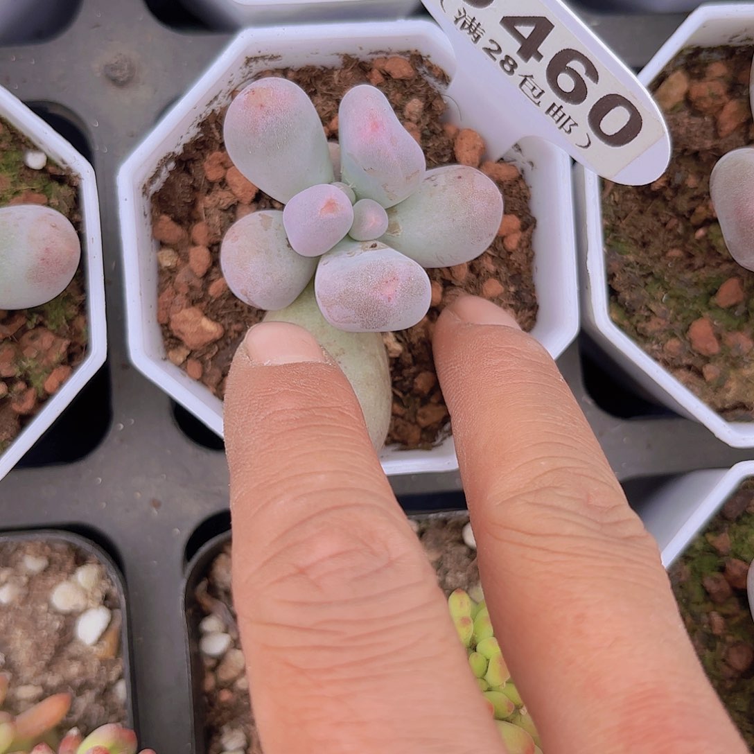 D460Mike奶一物一拍