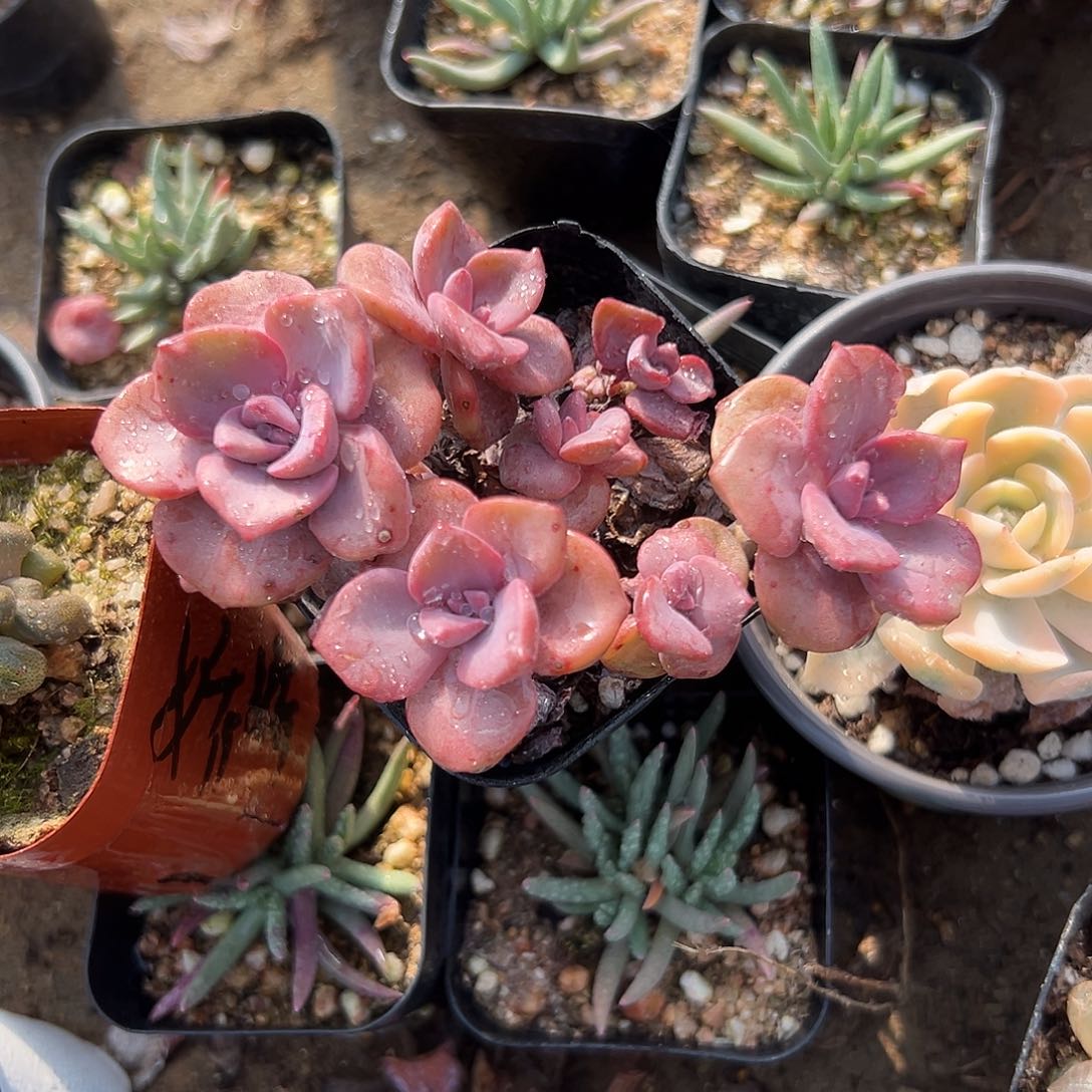 多肉植物彩虹糖群