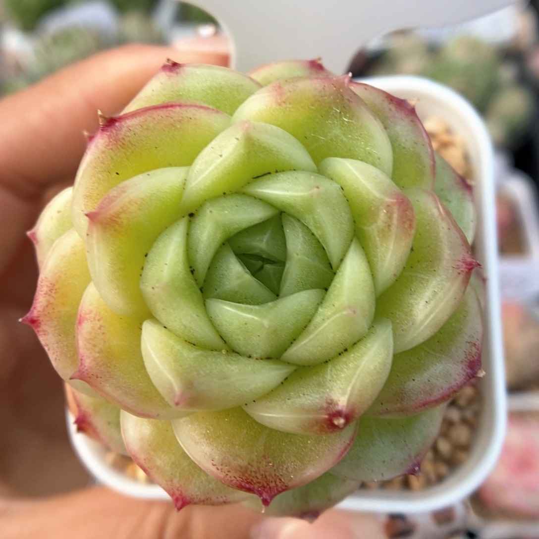 蜜蜡麦杆群生可拍565号。