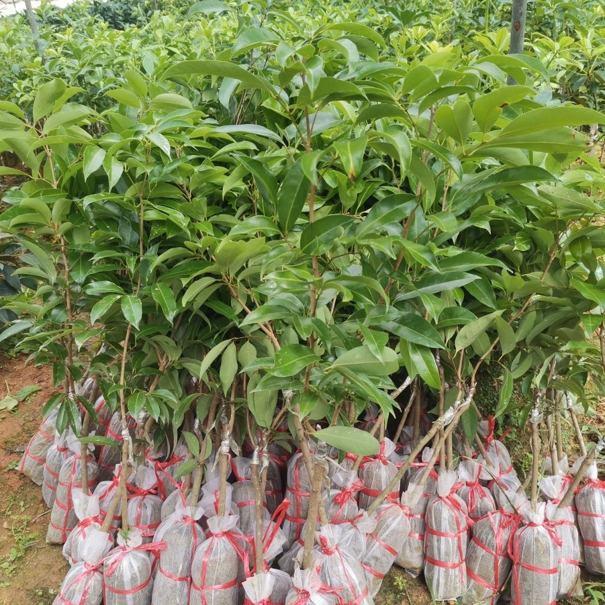 无核和桂味黑叶冰利，广西发货精品绿植盆栽