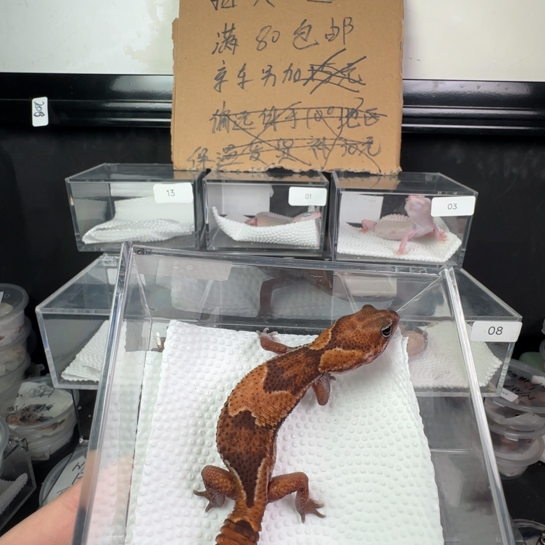 豹纹守宫原色妹妹瘾无纹
