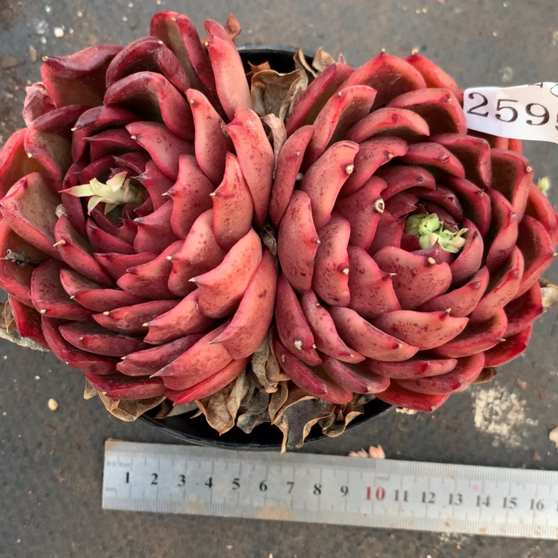 台****仪2595心开花不售后介意不拍13厘米