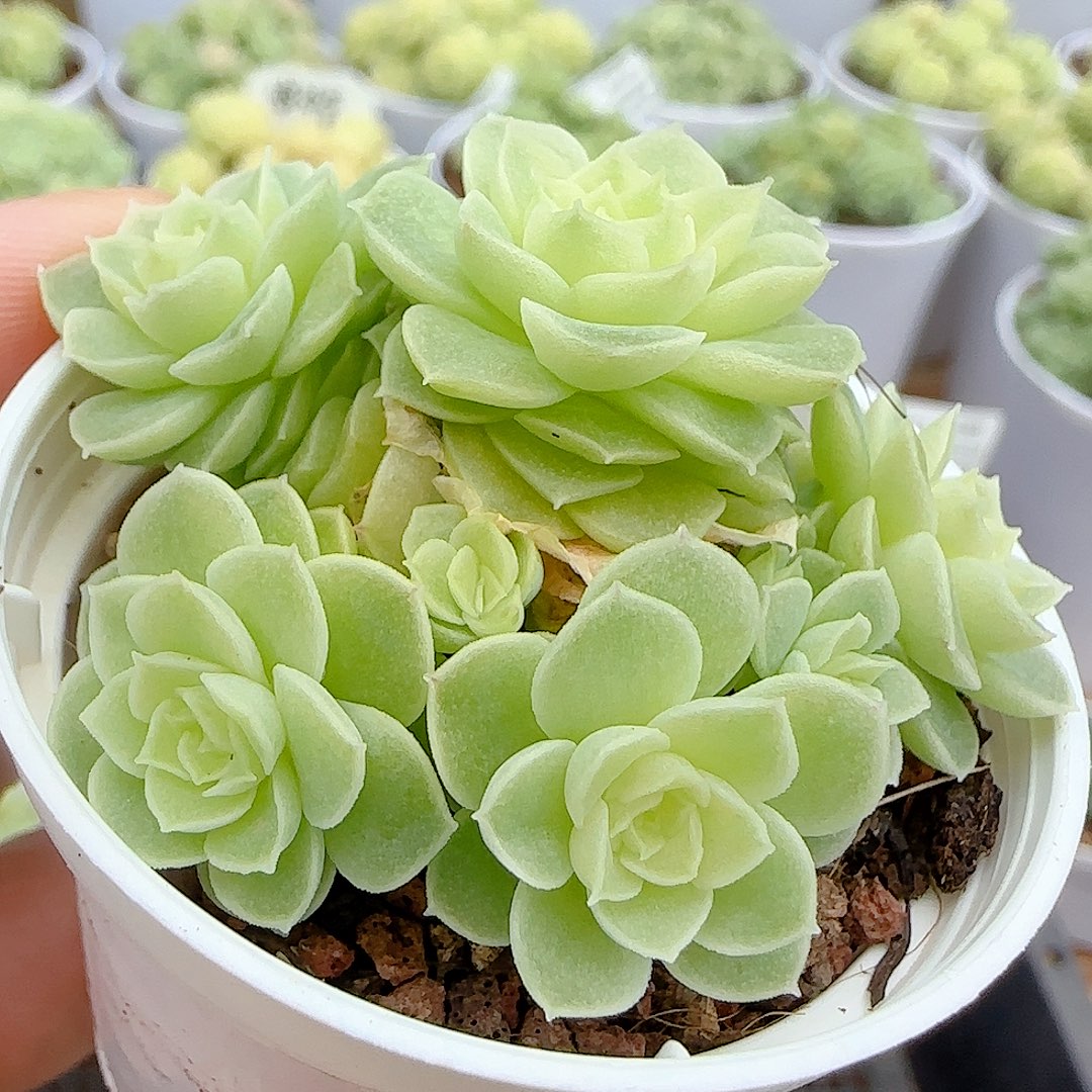【闪购商品】1016-61优选麦杆