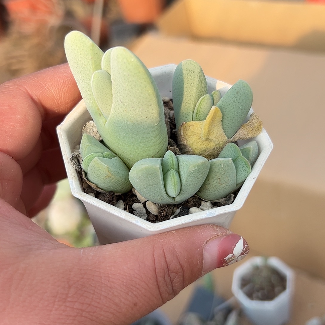 多肉植物神风玉群