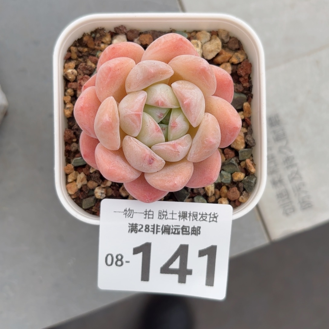 冰糕多肉多肉多肉多肉