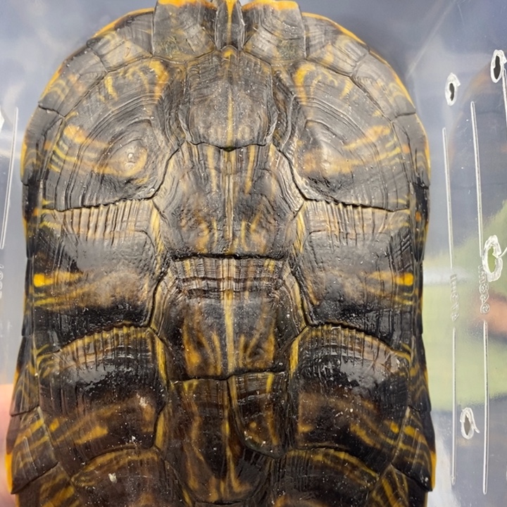 巴西彩龟母6666666