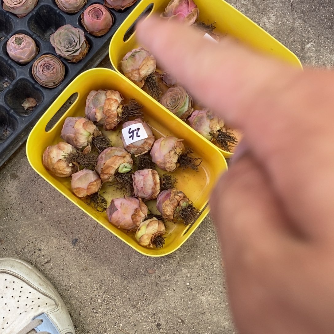 山地玫瑰000000026