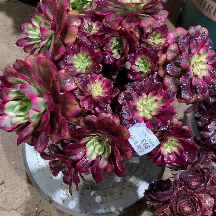 393美肌多肉植物