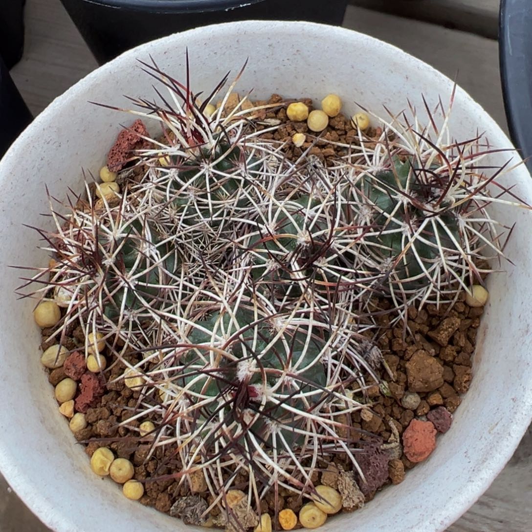 实生根达氏青花虾多肉植物带盆土