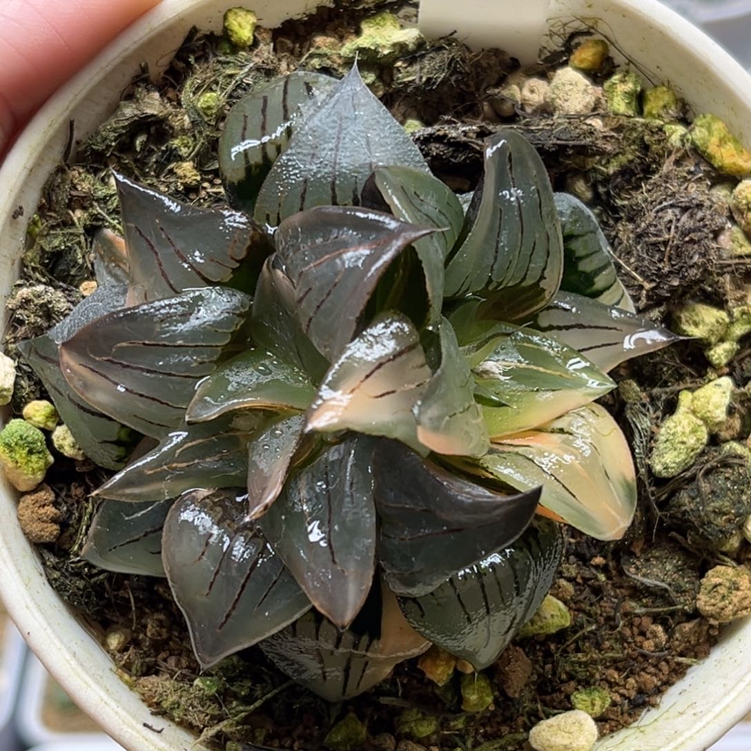 32双头红纹寿锦福利专场