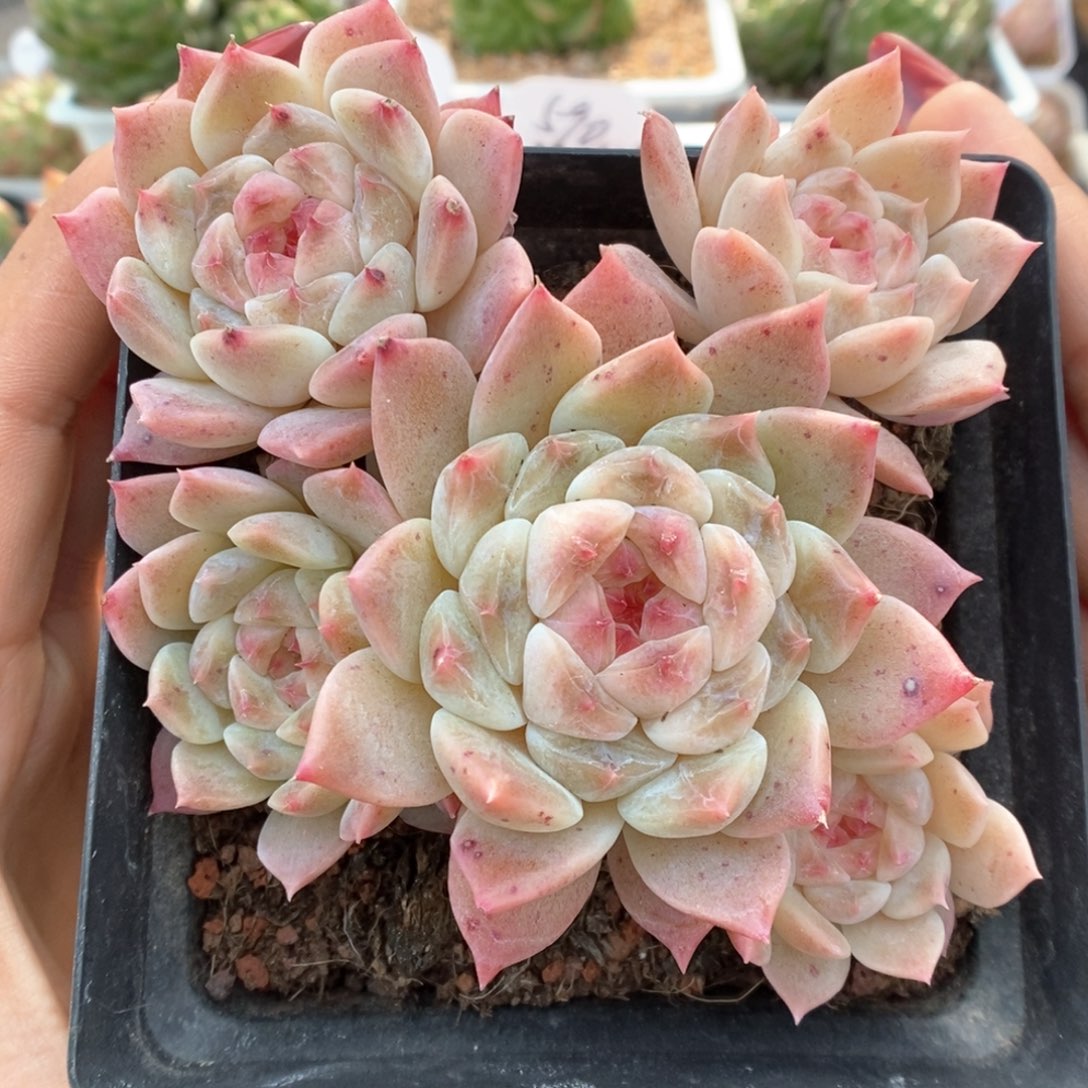 糖心冰魄群生9442号