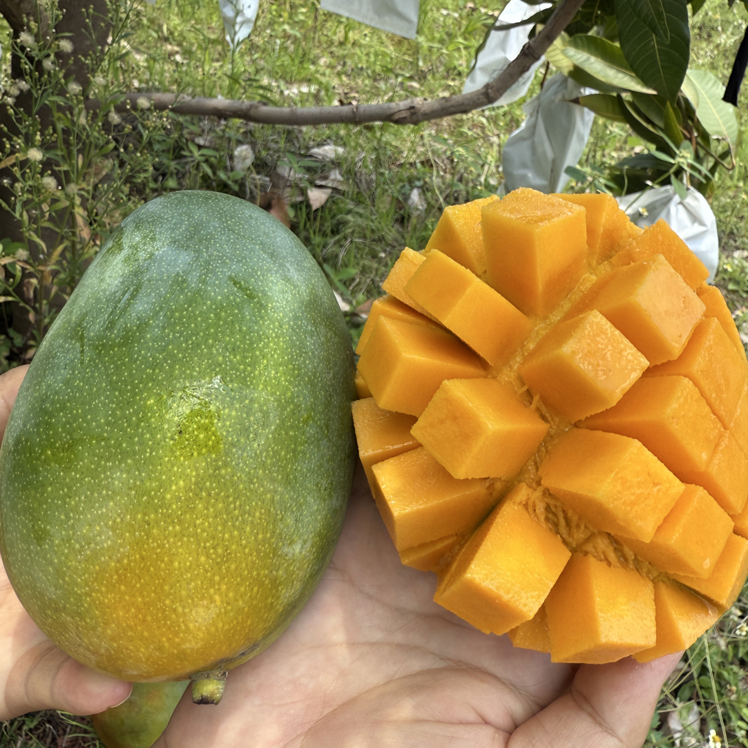 攀枝花凯特芒果新鲜大果水果新鲜当季整箱包邮