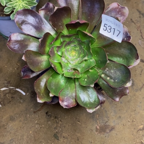 五毒玫瑰多肉5317