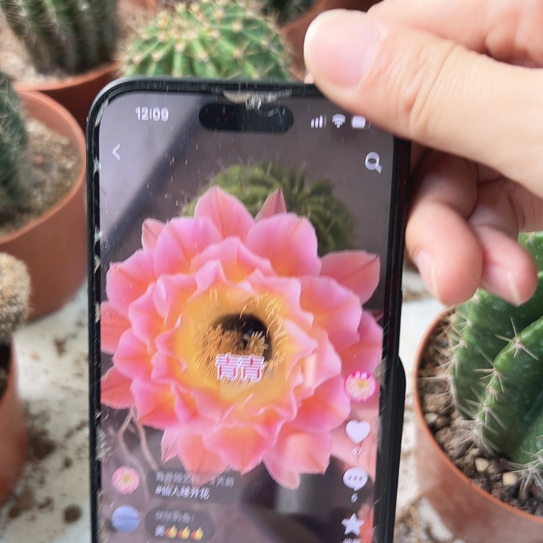 彩草黄金屋7-8公分微瑕