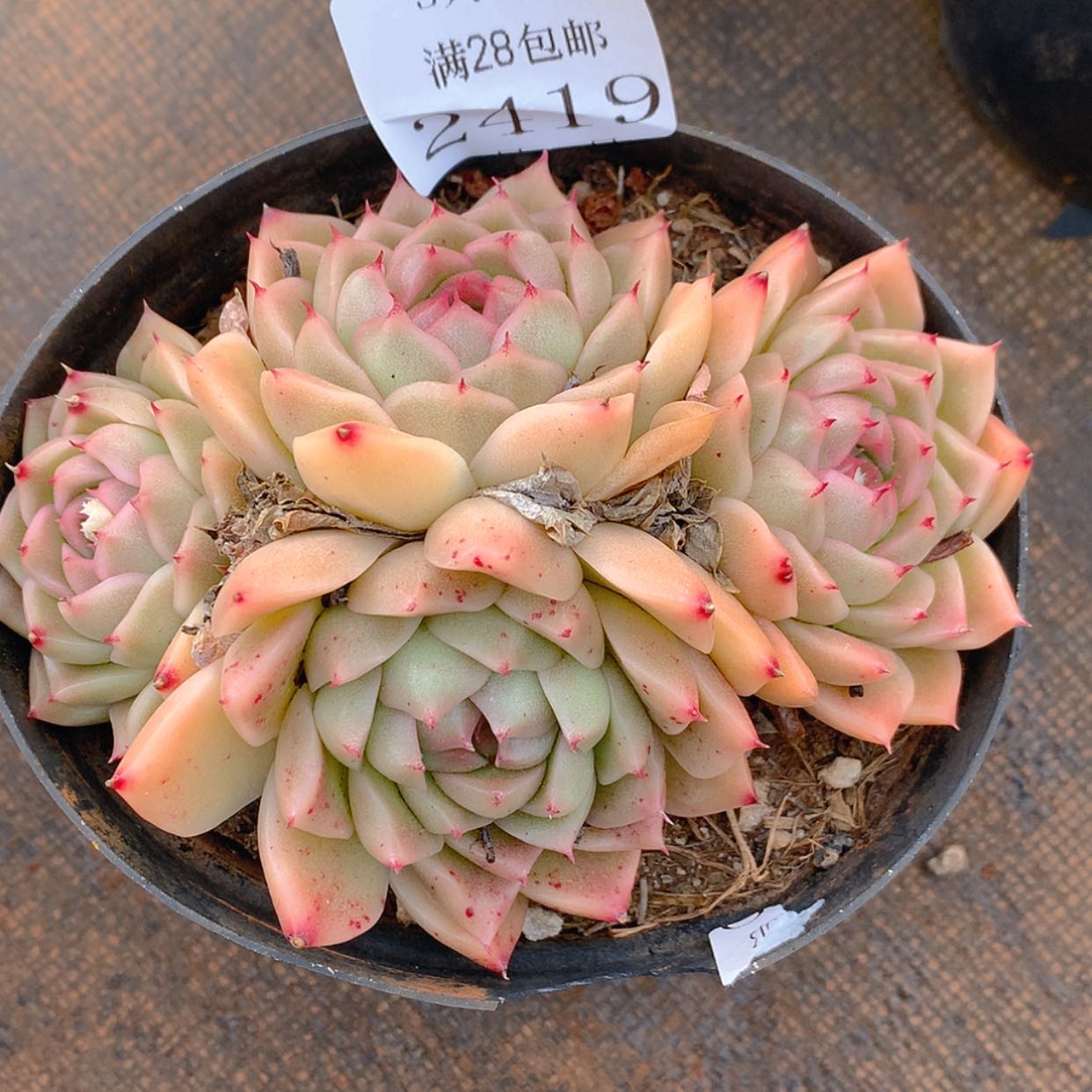 【闪购商品】云2419