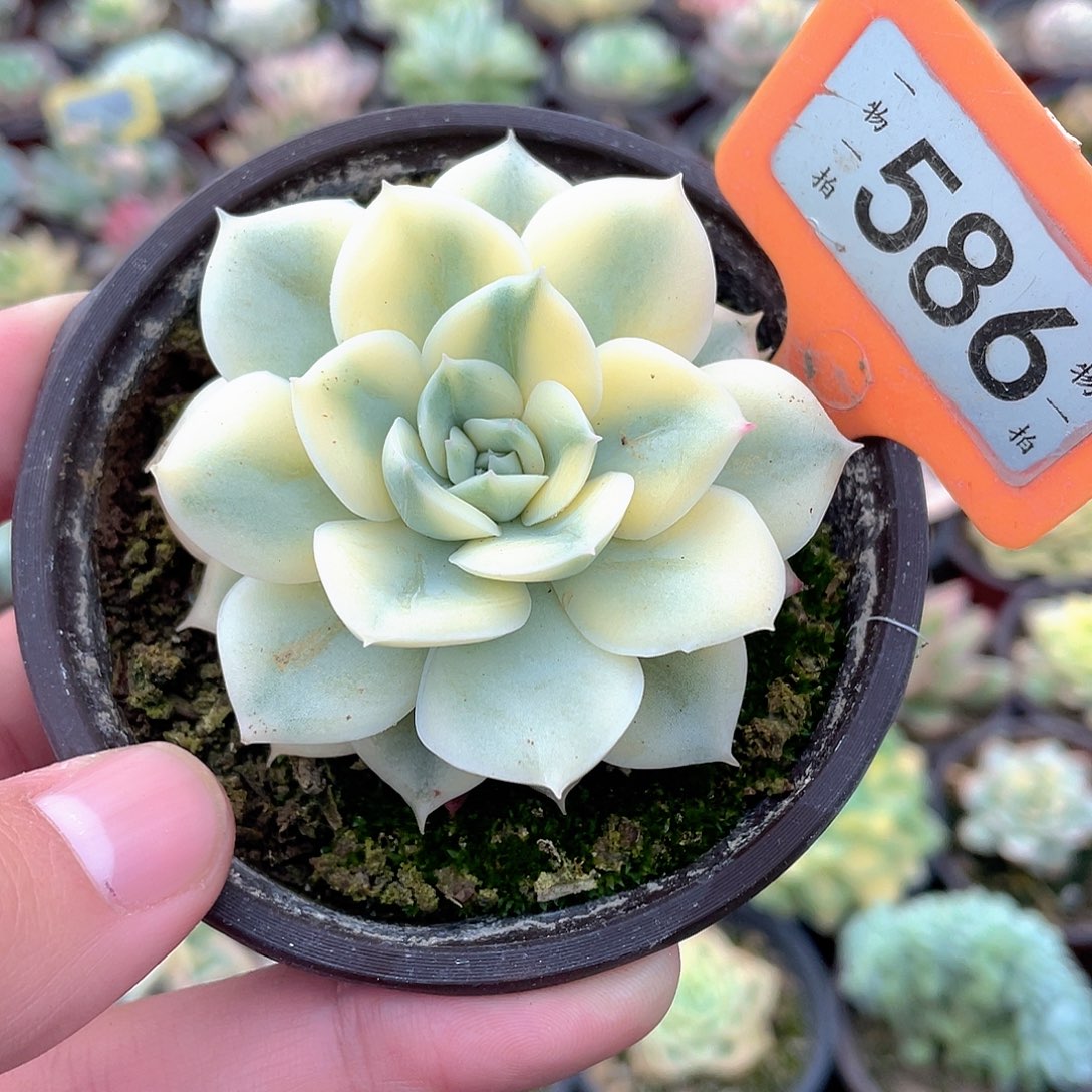 月亮锦586号多肉植物