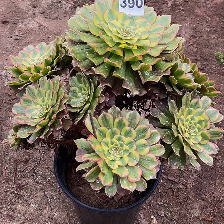 多肉法师390号沙皇发货不包损