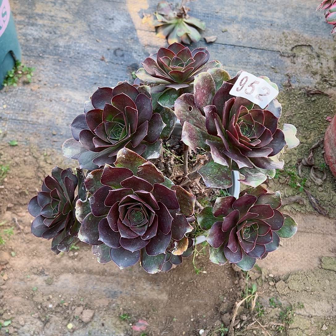 紫砂茶宠魅金玫瑰朵朵952