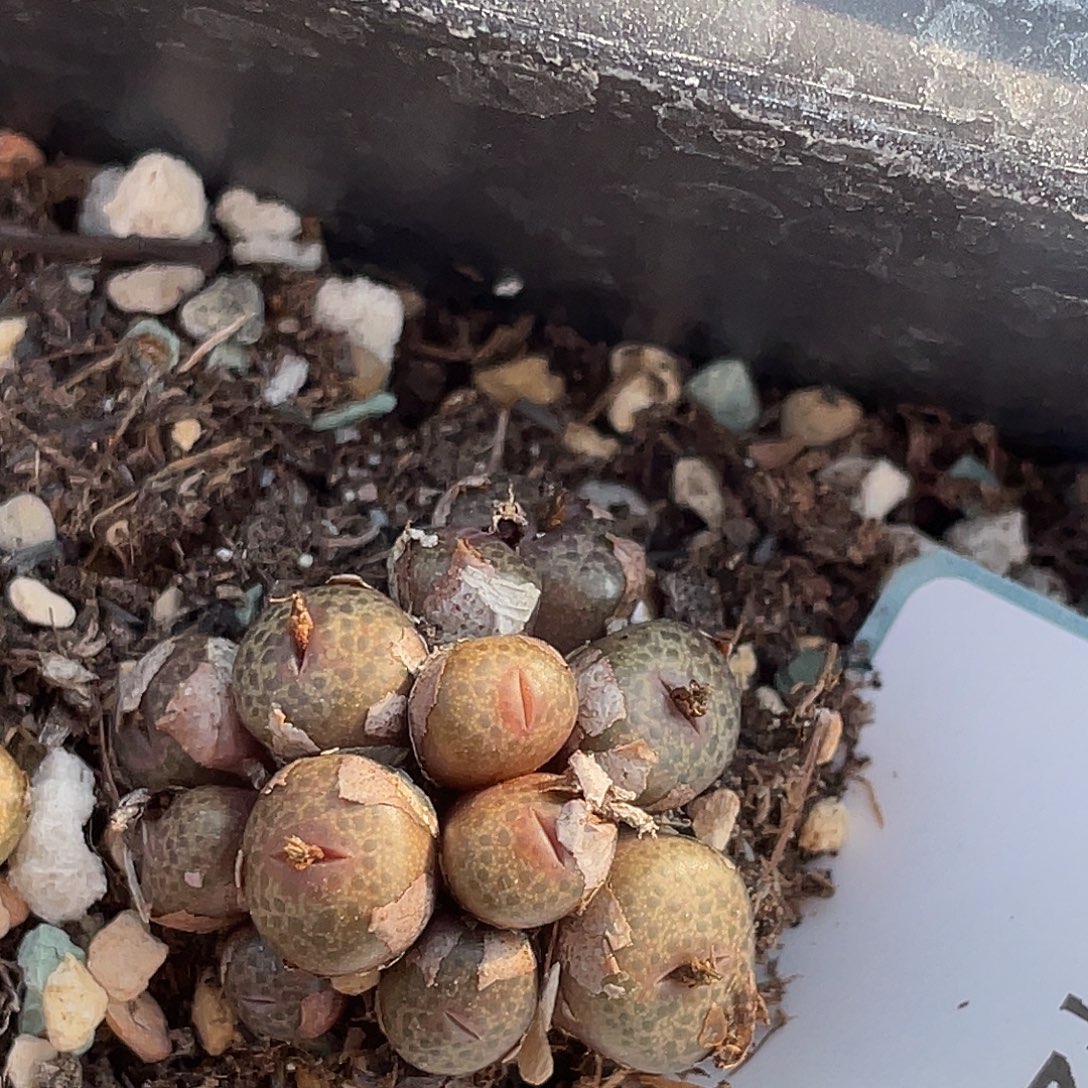 是***～22-124肉锥多肉植物