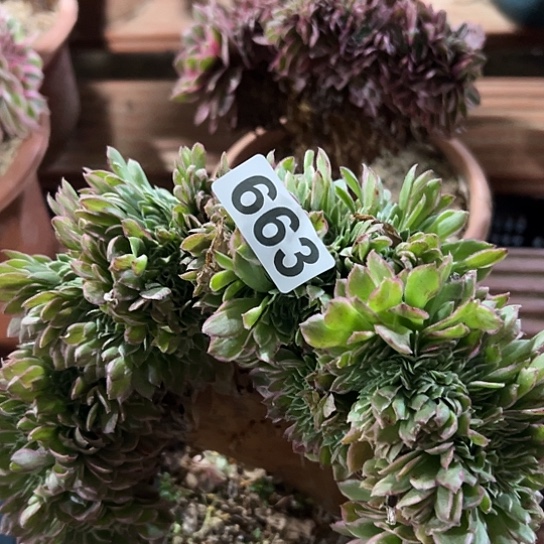 房***哥多肉植物一个海王663
