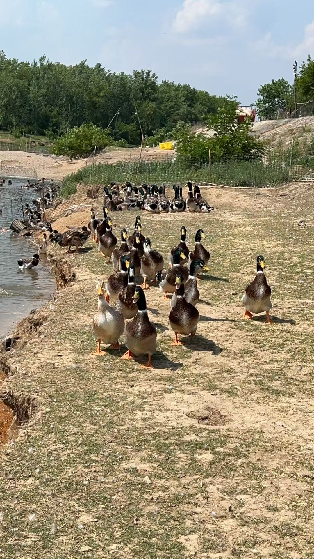 商城旺哥农场自养绿头老鸭