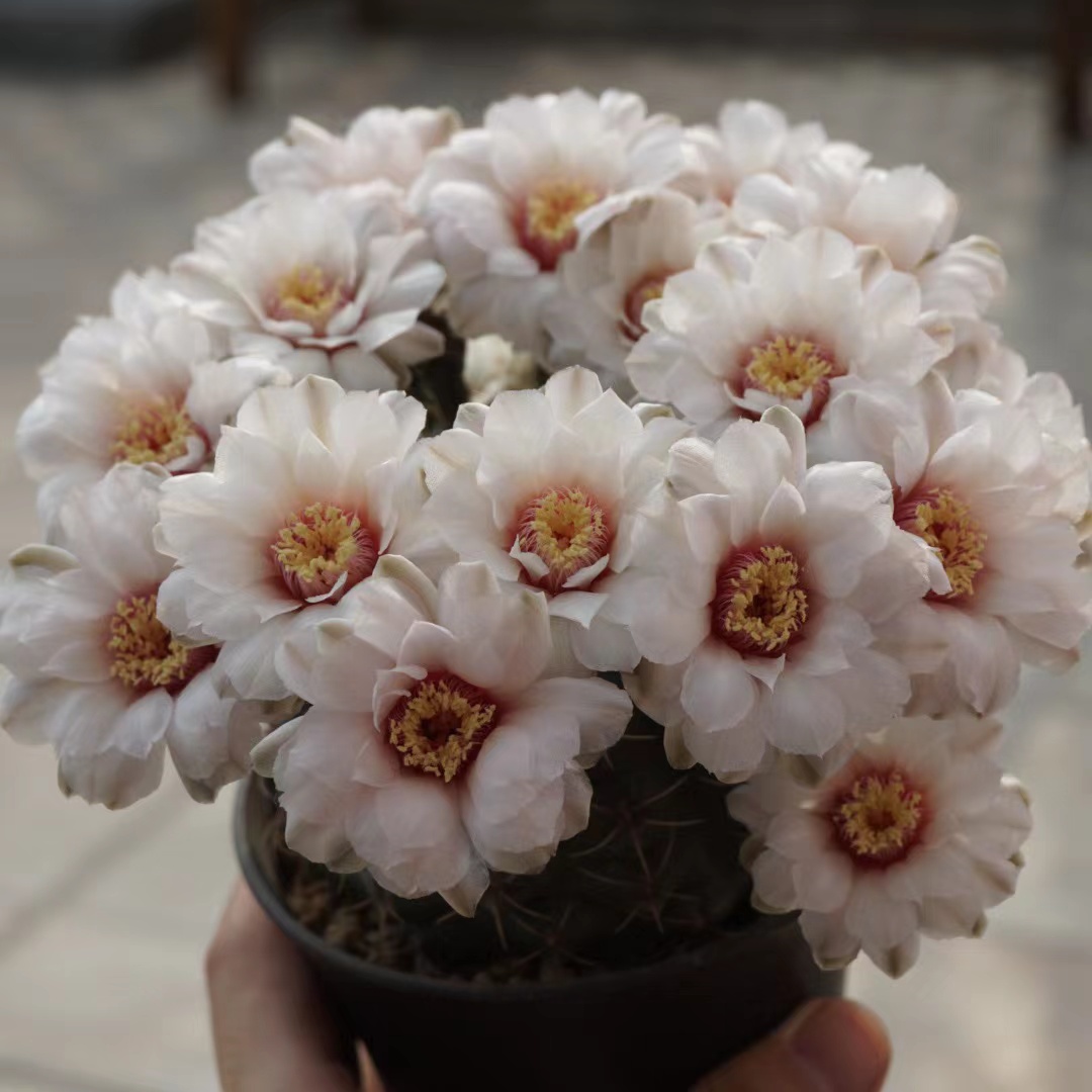 维少家 直播链接 一物一拍