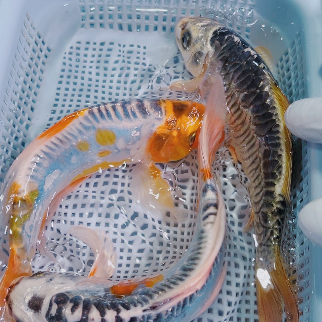 锦鲤锦鲤观赏鱼水126