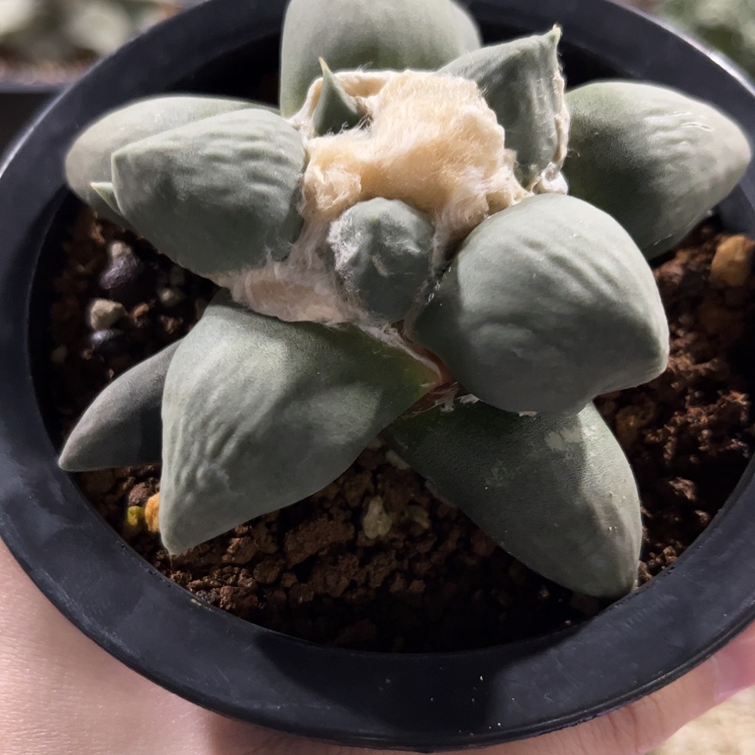 18号9.7cm实生蛋尤青瓷链接