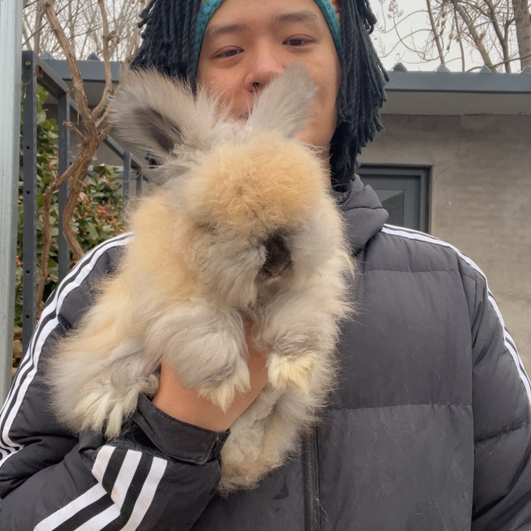 双血统英系安哥拉兔