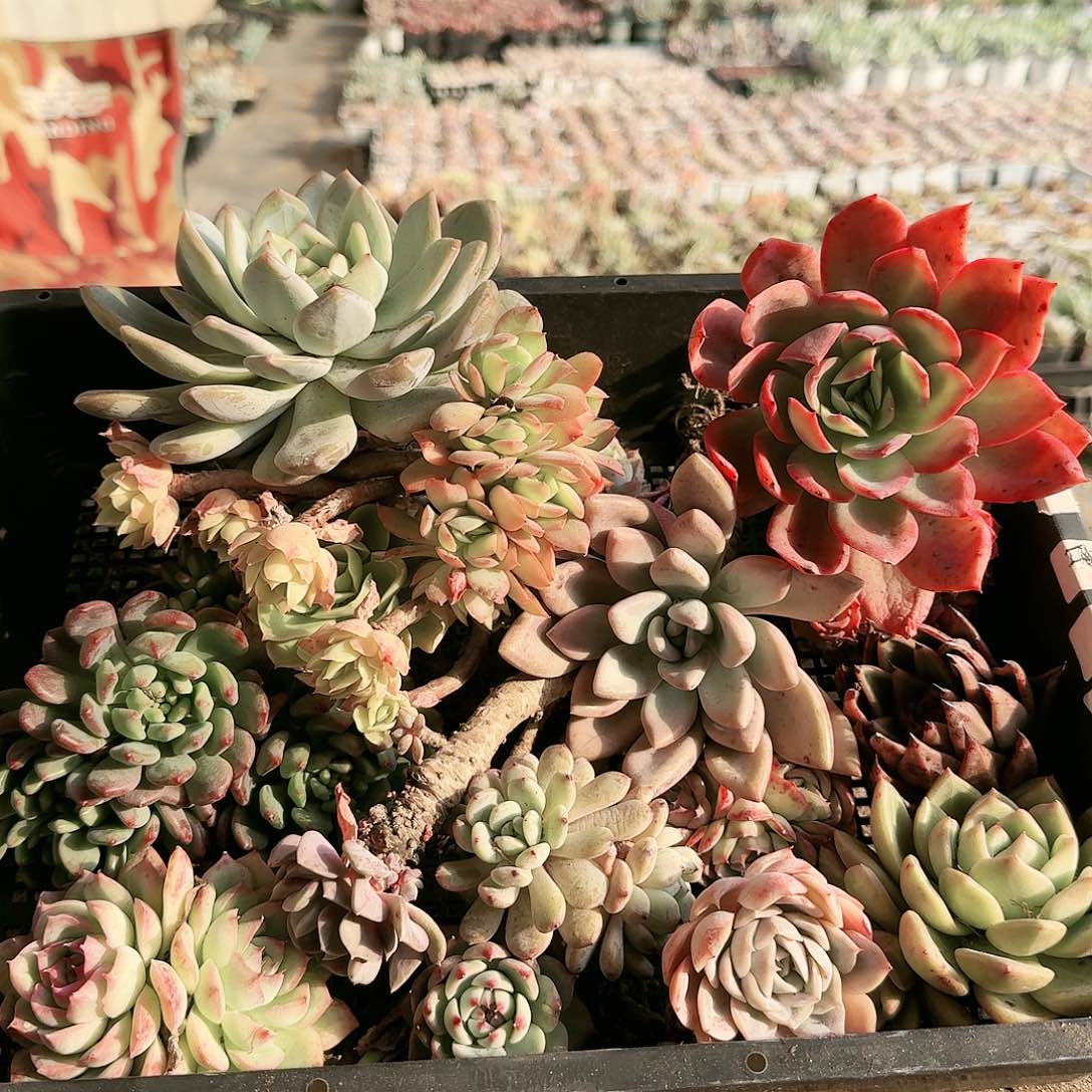 满20包邮零下拍保温箱7号筐