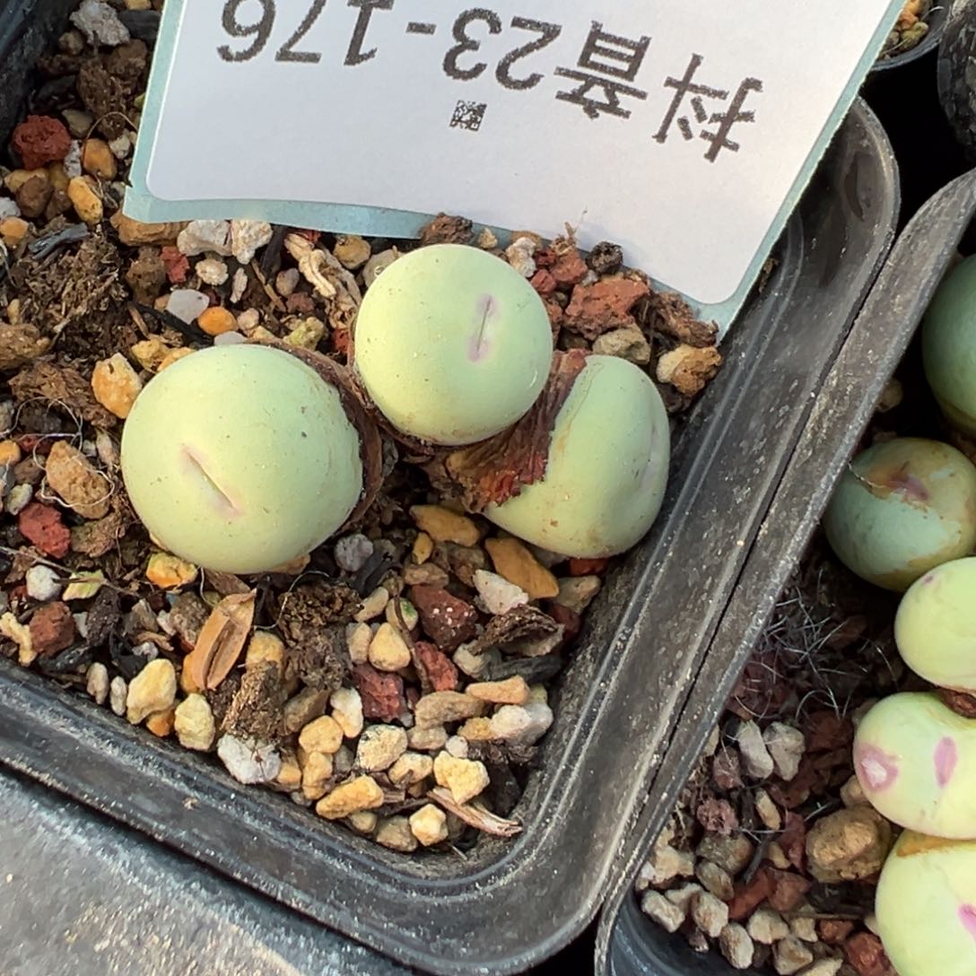 23-176肉锥多肉植物
