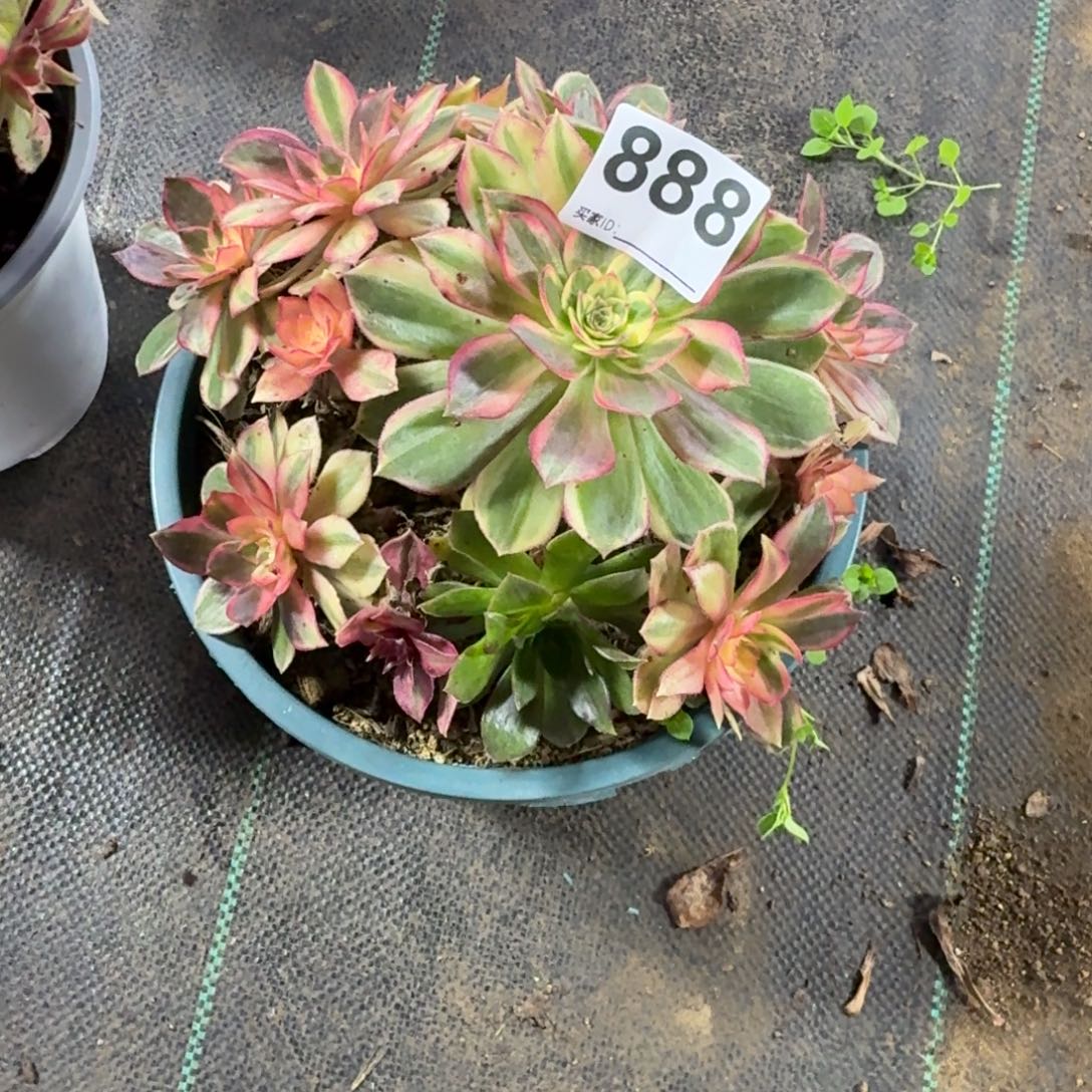 人***见黑墨镜多肉植物老庄888